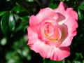 pinkrose-jpg