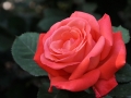 rosebeauty-jpg